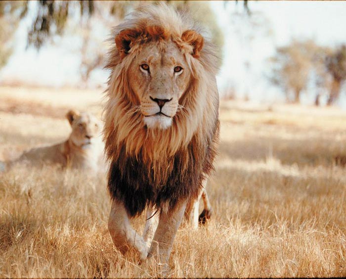 444_lev-lion.jpg