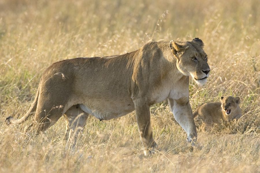 448_africanlionkruger-leokj7t1715.jpg
