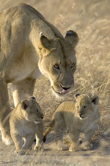 449_africanlionkrugerleokj7t1742.jpg