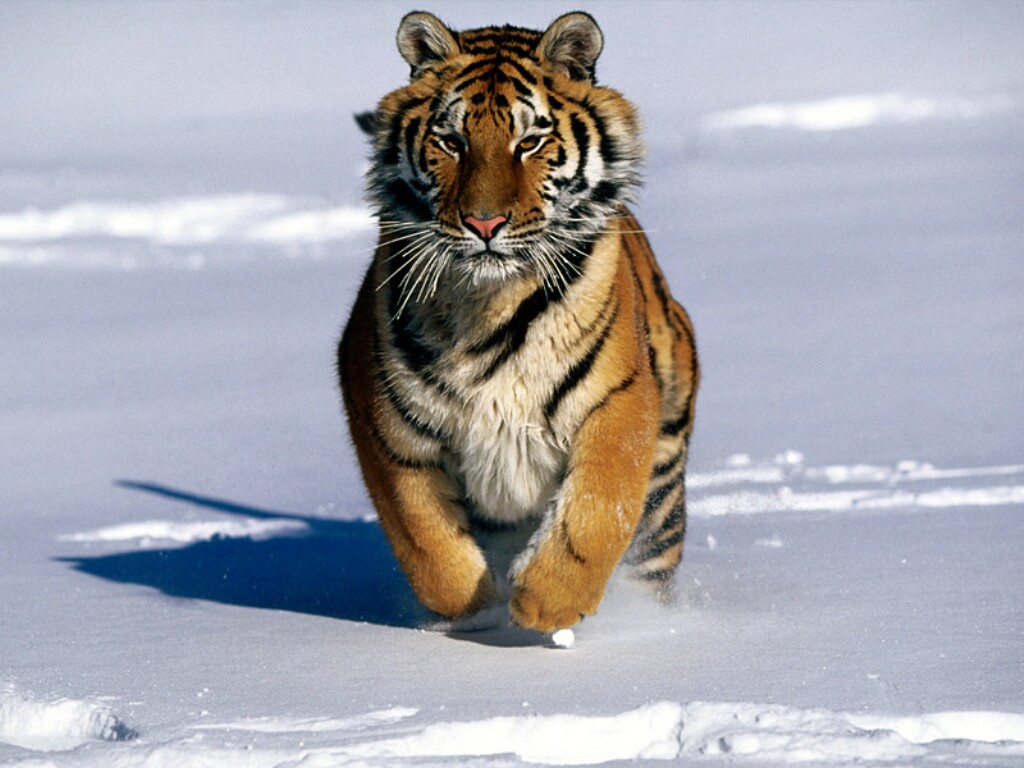 Tygr007.jpg