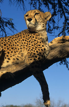 622_gepard-16-cheetah.jpg