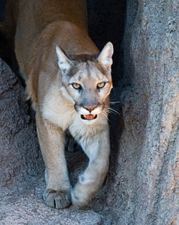258px-CMM_MountainLion.jpg