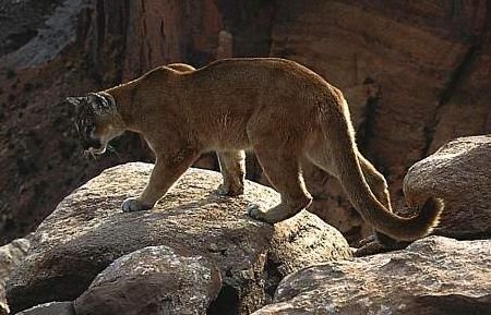 puma007.jpg