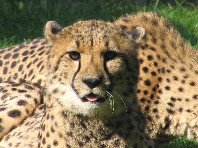 gepard07090401.jpg