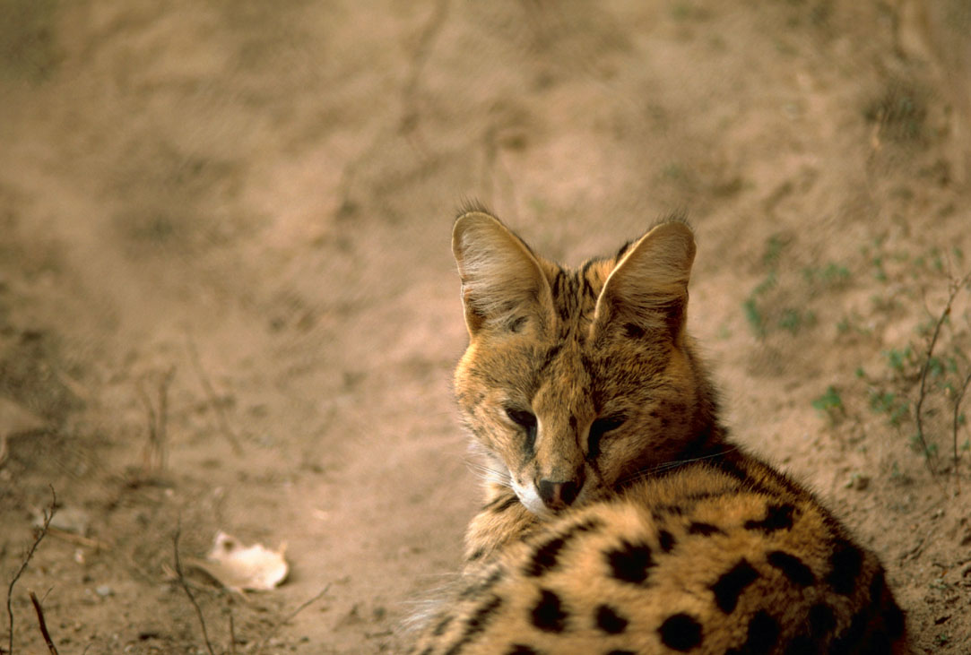 Serval.jpg