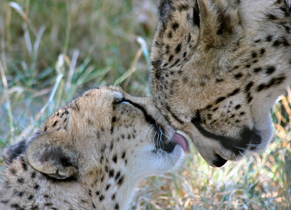 624_gepard31.jpg
