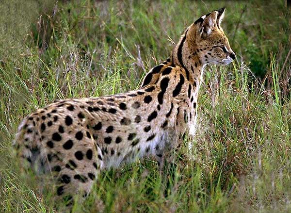serval_07.jpg