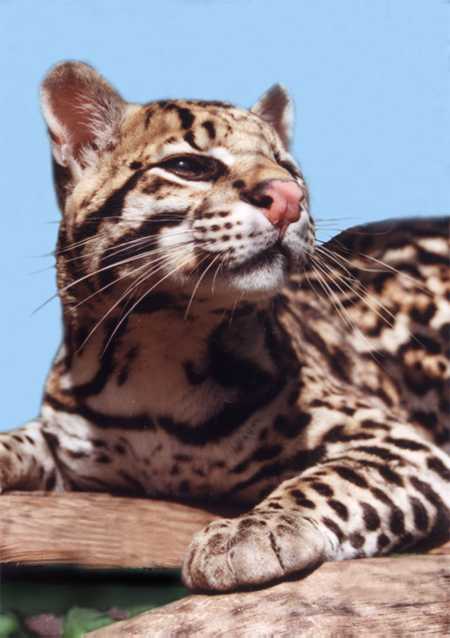 ocelot_2_web.jpg
