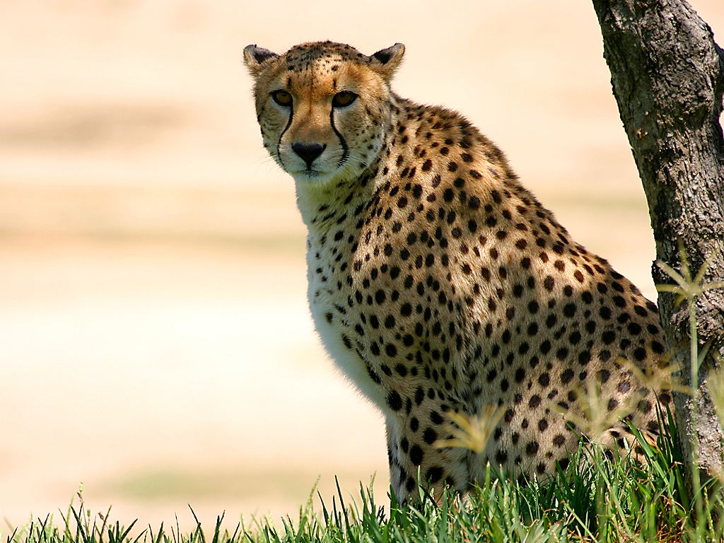 625_gepard212.jpg