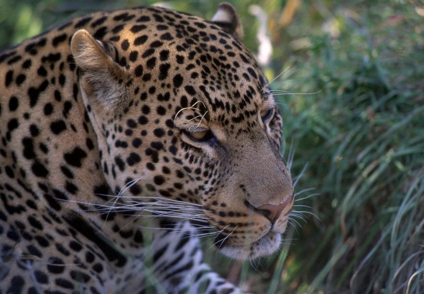 548_levhart-7-leopard.jpg